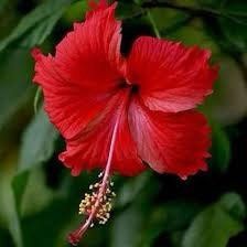 Red Syriacus Hibiscus Flower Seeds ~ Bonsai ~ Tropical ~ Instead of Flowers