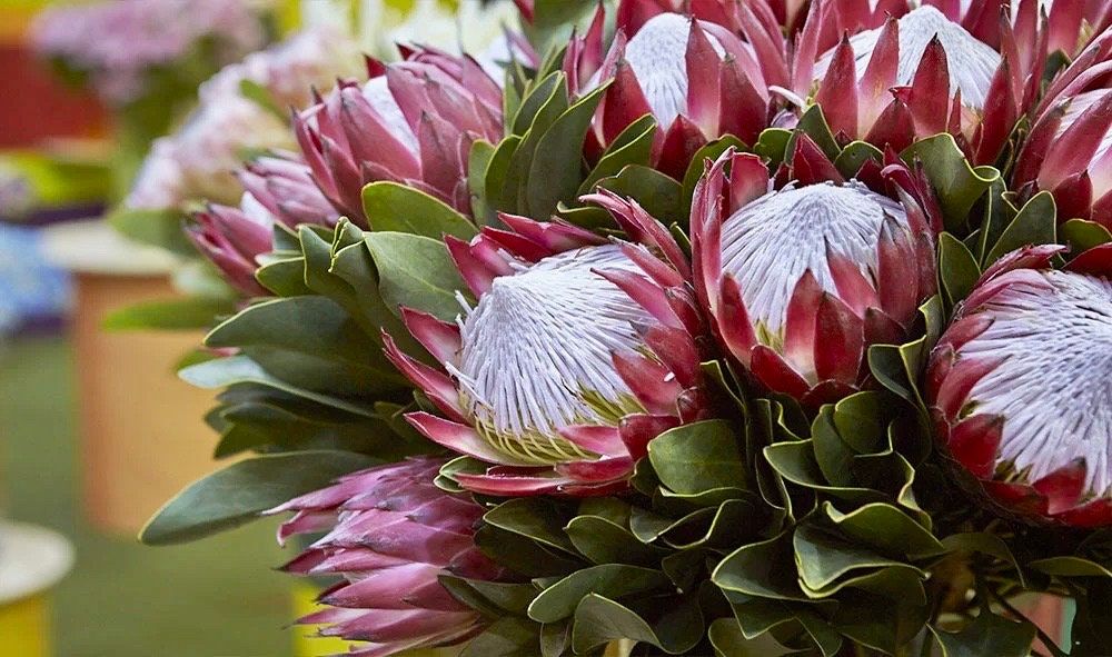 King Protea Seeds ~ Bouquets ~ Plants ~ Rare ~ Grow Your Own ~Tropical Flowers ~ Exotic Flowers