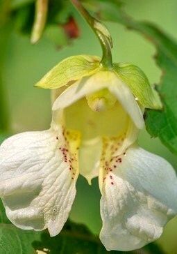 Rare White Touch Me Not ~ Jewelweed ~ Impatiens Capensis ~ Neat Flowers ~ Rare Plants ~ Interactive Plants ~ Neat