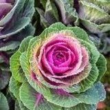 Flowering Kale Seeds ~ Kale Crane Pink ~ Ornamental ~ Grow Your Own ~ Spring ~ Houseplants