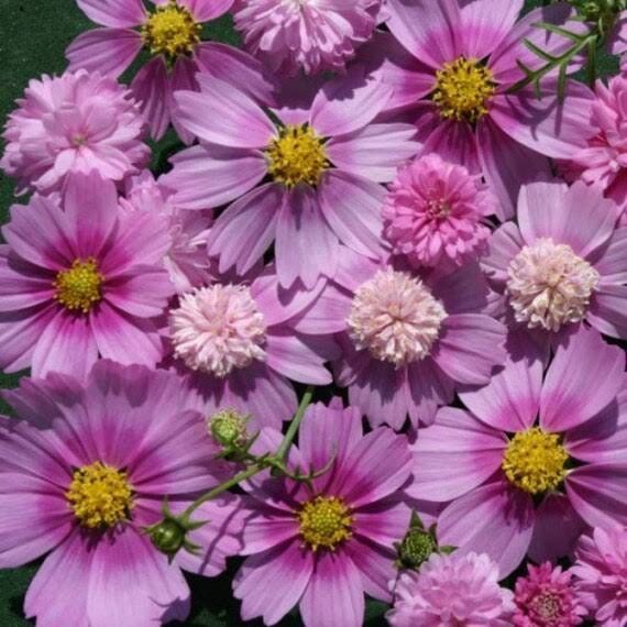 Mixed Cosmos Sea Shells Seeds ~ Bipinnatus ~ Mexican Aster