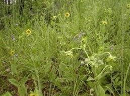 Silphium Glutinosum Seeds ~ Sticky Rosinweed ~ Unique and Rare