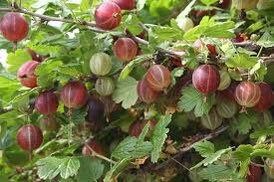 Mixed Gooseberry Seeds ~ Plants ~ Garden ~ Grow Your Own ~ Spring Flowers ~ Instead of Flowers ~ Fruit