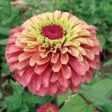 Zinnia “Queen Lime Red” Seeds ~ Flowers ~ Butterflies Love ~ Non-GMO Seeds ~ Cool Flowers ~ Rare