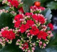 Flowering Kalanchoe Mix Seeds ~ Exotic ~ Cactus ~ Flower ~ Succulents ~ Succulent ~ Easy Care