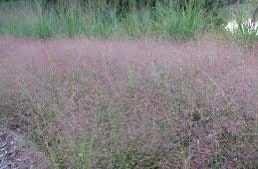 Purple Love Grass Seeds ~ Eragrostis Spectabilis ~ Unusual ~ Garden ~ Dried Flowers ~ Boho ~ Bouquets