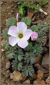 Oxalis Palmifrons Seeds ~ Palm Leaf Oxalis ~ Palm-leaf False Shamrock ~ False Shamrock ~ Easy Care ~ Succulents ~ House Plant ~ Rare ~ Neat