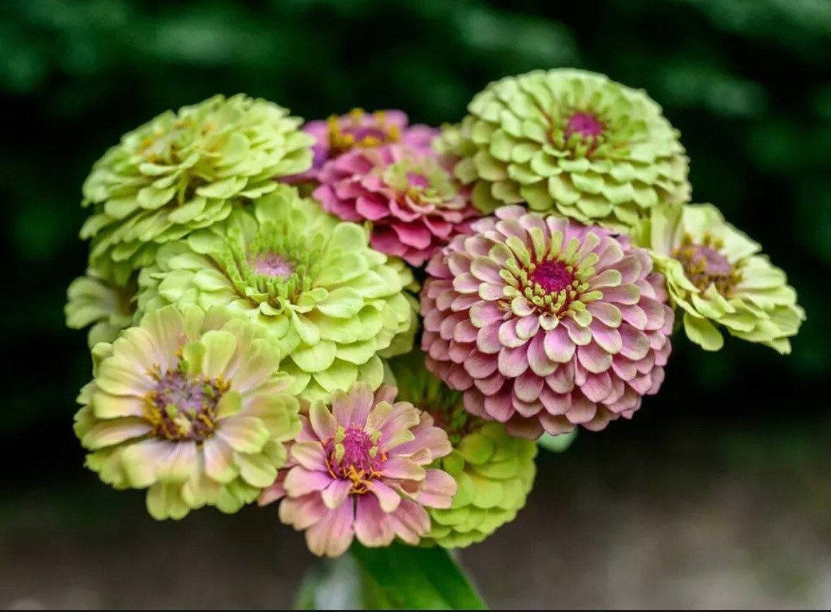 Zinnia “Queen Lime Blush” Seeds ~ Flower Seeds ~ Plants ~ Garden ~ Grow Your Own ~ Spring Flowers ~ Instead of Flowers ~ Flowers