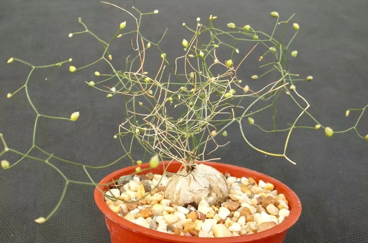 Schizobasis Intricata Seeds ~ Exotic ~ Rare ~ Caudex ~ Onion Cactus