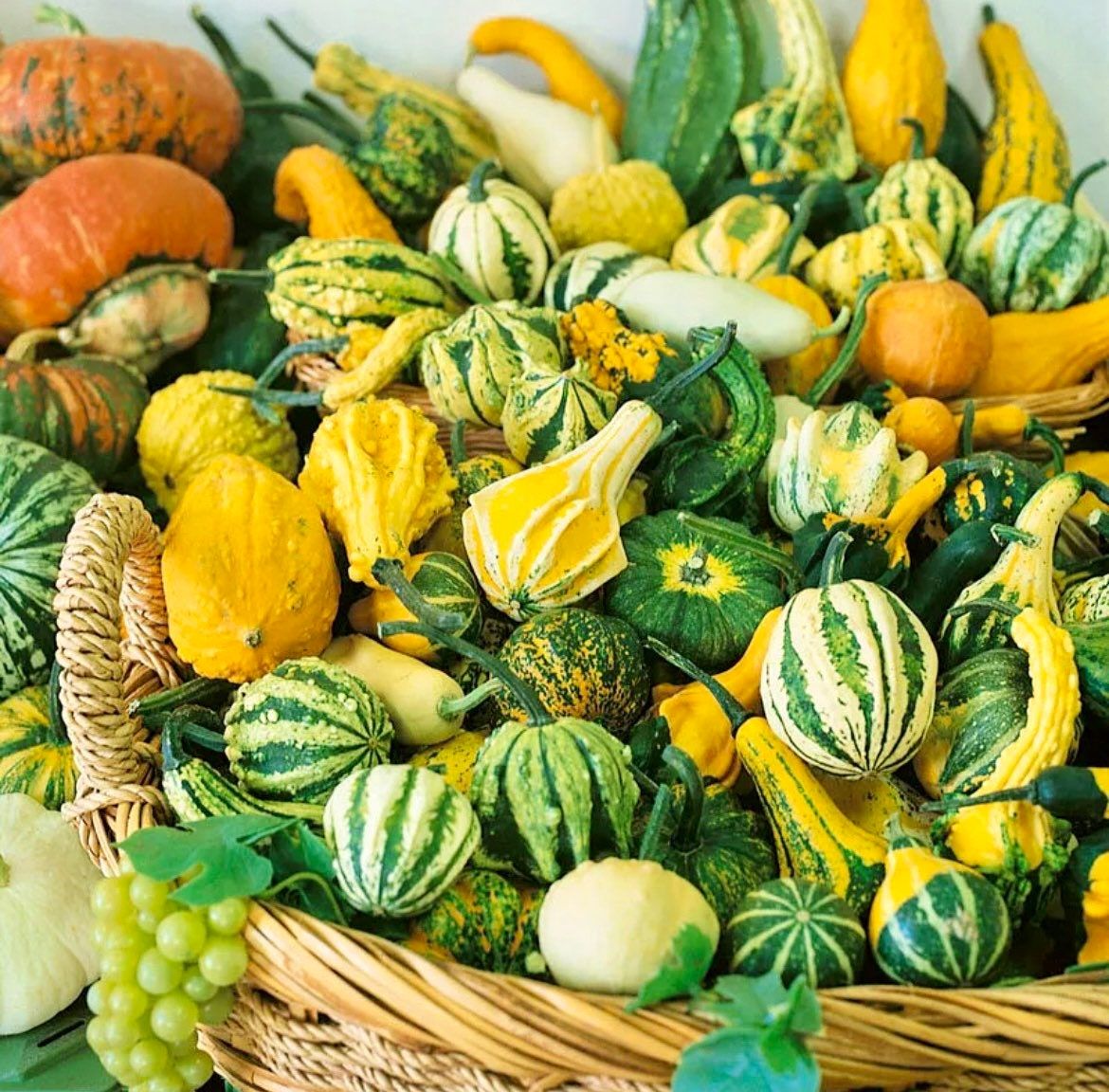 Decorative Mix Gourd Seeds ~ Grow Your Own ~ Crafts ~ Autumn