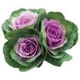 Flowering Kale Seeds ~ Kale Crane Pink ~ Ornamental ~ Grow Your Own ~ Spring ~ Houseplants