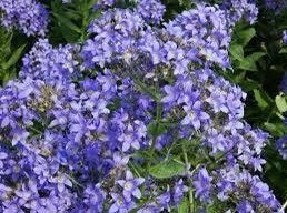 Campanula Lactiflora Seeds ~ ‘Prichard’s Variety’ ~ Milky Bellflower ~ Grow Your Own ~ Spring Flowers ~ Instead of Flowers ~ Flowers