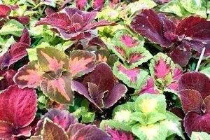 Orange Coleus Seeds ~ Plants ~ Garden ~ Grow Your Own ~ Spring Flowers ~ Instead of Flowers ~ Houseplants ~ Houseplant