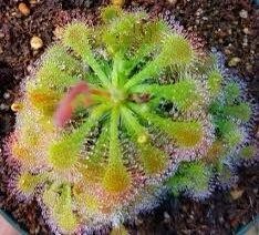 Drosera Roundleaf Sundew Starter Grow Kit ~ Rotundifolia Sundews ~ Roundleaf Sundew ~ Carnivorous Plants ~ Sundews ~ Carnivorous ~ Bug Eating ~ Oblong-leaved Sundew ~ Carnivore