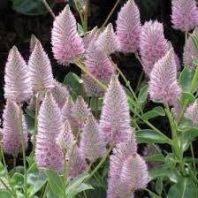 Ptilotus Joey Seeds ~ Joey Improved Ptilotus ~ Ptilotus Exaltatus ‘Joey Improved’ ~ Pretty Flower