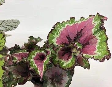 Pink-Green Rex Begonias Seeds ~ Plants ~ Garden ~ Grow Your Own ~ Spring Flowers ~ Instead of Flowers ~ Flowers