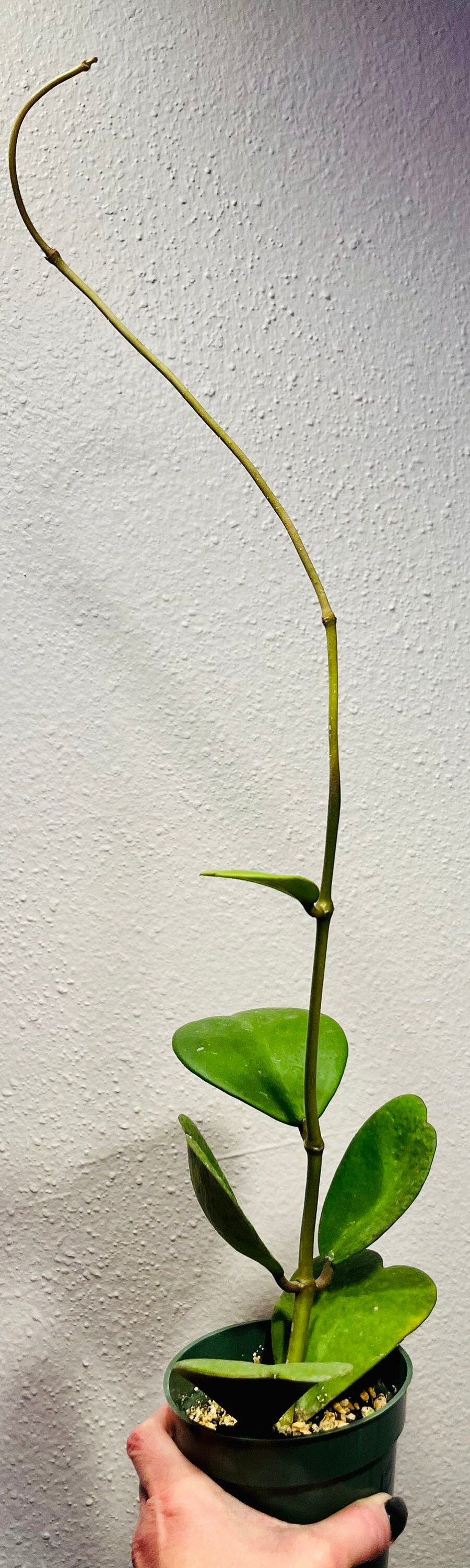 Hoya Kerrii ~ Hoya Hearts ~ Hoya ~ Sweetheart Hoya ~ Heart-Shaped Hoya ~ Wax Heart Plant ~ Love Heart Plant ~ Lucky Hearts Plant