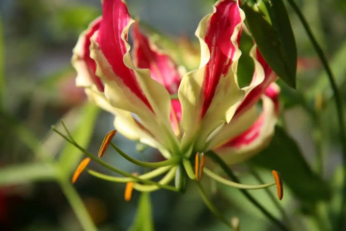 Gloriosa Rothschildiana Seeds ~ Rare ~ Grow Your Own ~ Spring Flowers ~ Instead of Flowers ~ Presents