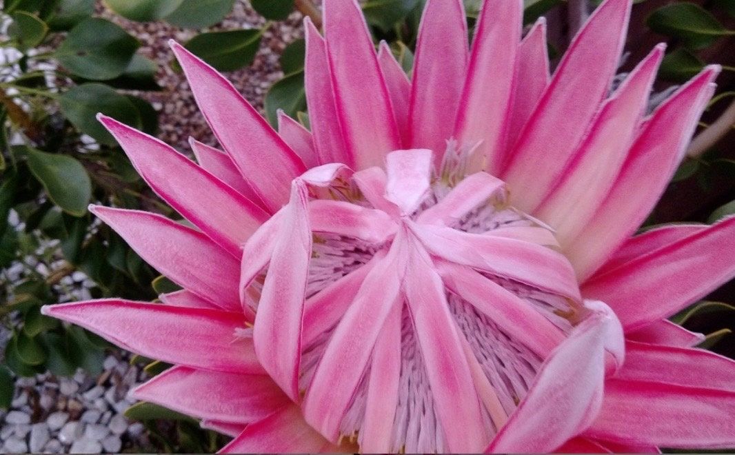 Rare Giant Queen Protea Magnifica Protea Seeds ~ "Woolly Beard" ~ Garden ~ Flower ~ Plant ~ Exotic ~ Tropical ~ Bouquet ~ Flowers