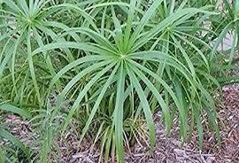 Umbrella Plant Seeds ~ Cyperus Alternifolius ~ Papyrus ~ Grow Your Own ~ Spring ~ Houseplants