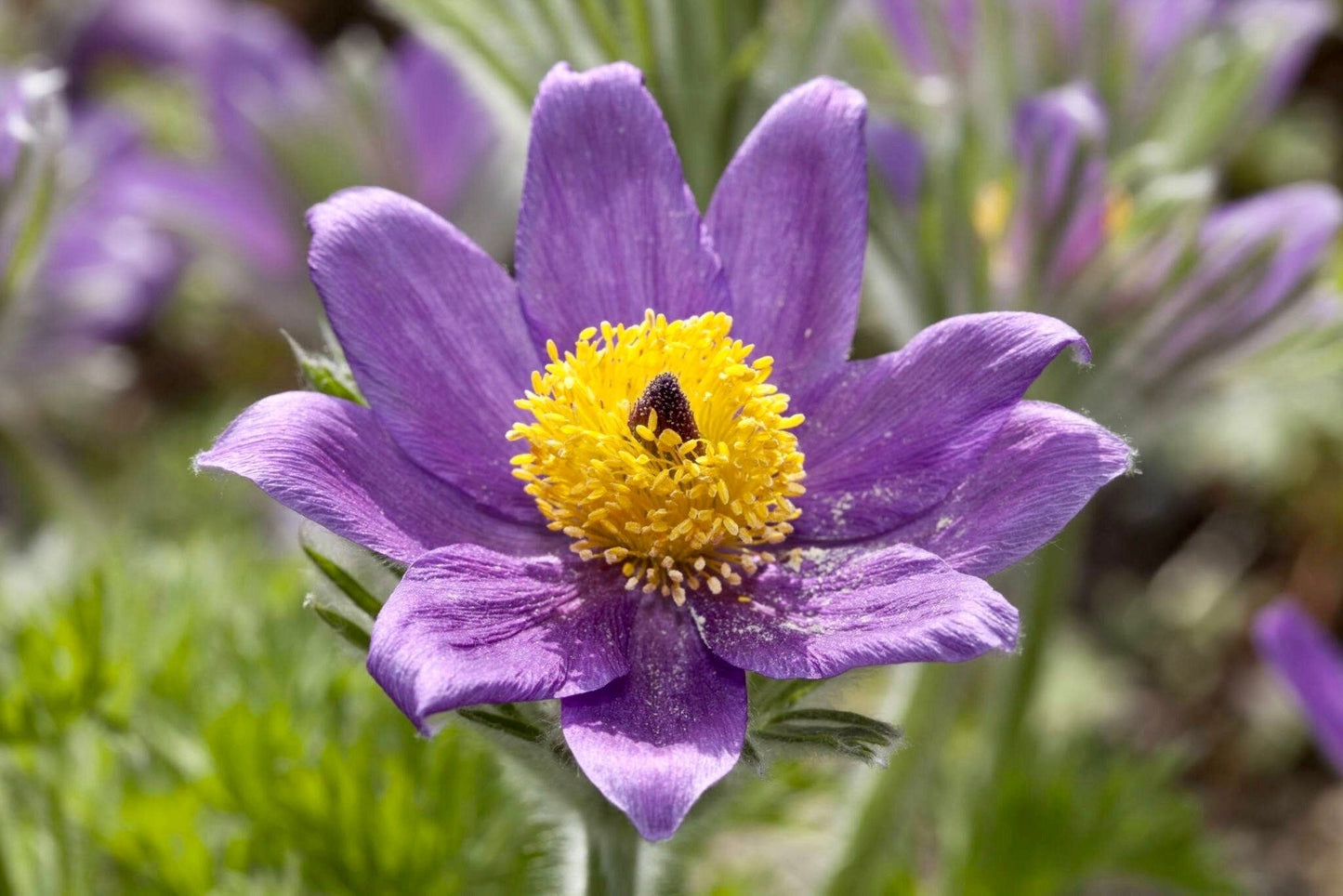 Purple Pasque Flower Anemone Seeds ~ Pulsatilla Vulgaris ~ Plants ~ Garden ~ Grow Your Own ~ Spring Flowers ~ Instead of Flowers ~ Presents