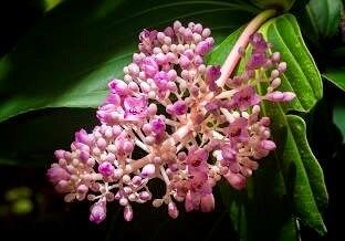 Magenta and Pink Medinilla Cummingii Seeds ~ Chandelier Tree ~ Snowy Medinilla ~ Malaysian Orchid