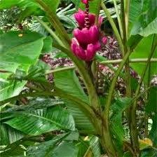 Dwarf Banana Plant ~ Cavandish ~ Musa Tropicana ~ Musa Dwarf Namwa Banana Plant