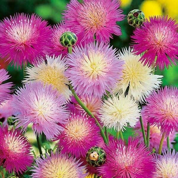 Rainbow Mixed Sultan Imperialis Seeds ~ Amberboa Moschata ~ Plants ~ Garden ~ Spring Flowers ~ Instead of Flowers ~ Flower