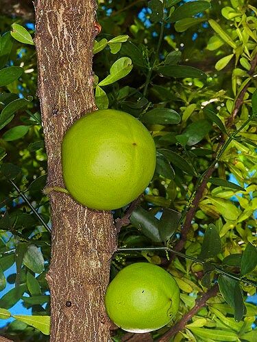 Mexican Calabash Tree Seeds ~ Crescentia Alata ~ Garden ~ Grow Your Own ~ Spring Flowers ~ Instead of Flowers ~ Unique