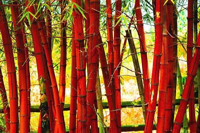 Red Bamboo Seeds ~ Fountain ~ Privacy Climbing ~  Cyrtostachys Renda Tree