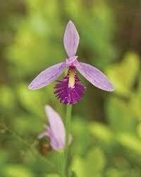 Pogonia Ophioglossoides Orchid Starter Grow Kits ~ Snakemouth Orchids ~ Rose Pogonia ~ Stocking Stuffers