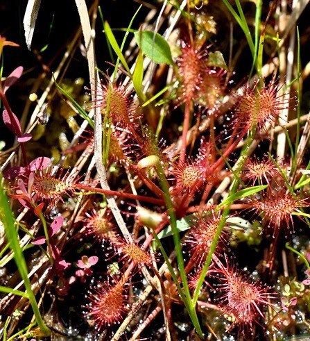 Drosera Intermedia Seeds ~ Spoonleaf Sundews ~ Carnivorous ~ Bug Eating ~ Oblong-leaved Sundew ~ Carnivore