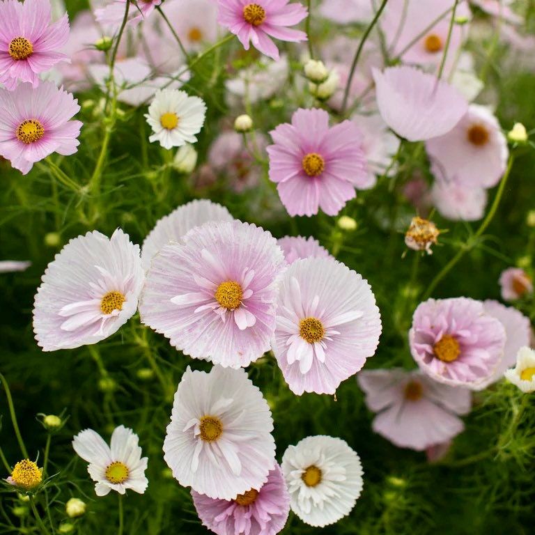 Cosmos Cupcake Blush Seeds ~ Cosmos ~ Cool Flowers ~ Grow Your Own ~ Butterflies ~ Bees ~ Annual ~ Summer ~ Spring ~ Bouquets