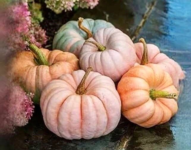 Rare Mixed Pumpkin Seeds ~ Grow Your Own ~ Autumn ~ Halloween ~ Fairytale ~ Decorations~ Gothic