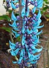 Rare Blue Jade Vine Seeds ~ Mucuna Benettii ~ Mucuna Bennettii ~ Mucuna Warburgii ~ Mucuna Albertisii ~ Mucuna ~ Heirloom ~ Exotic