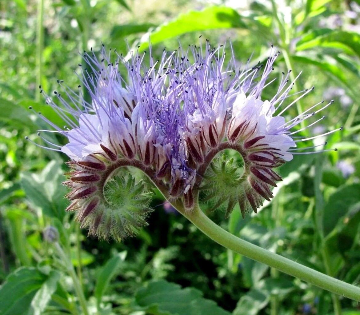 Phacelia Lacy Tanacetifolia Seeds ~ Facelia Garden ~ Wildflowers ~ Pretty Flowers ~ Garden ~ Gardening