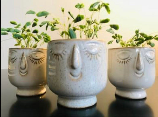 RARE Mimosa Pudica Plant with Face Pot~Touch-Me-NOT Plant~Sleepy Plant~Sensitive Plant~Action Plant~Zombie Plant