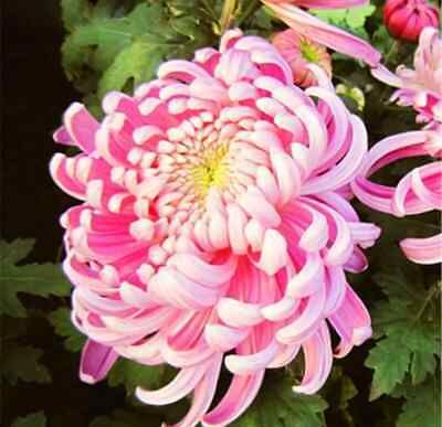 Japanese Pink Chrysanthemum Seeds ~ Cool Flowers ~ Rare ~ Heirloom ~ Beautiful