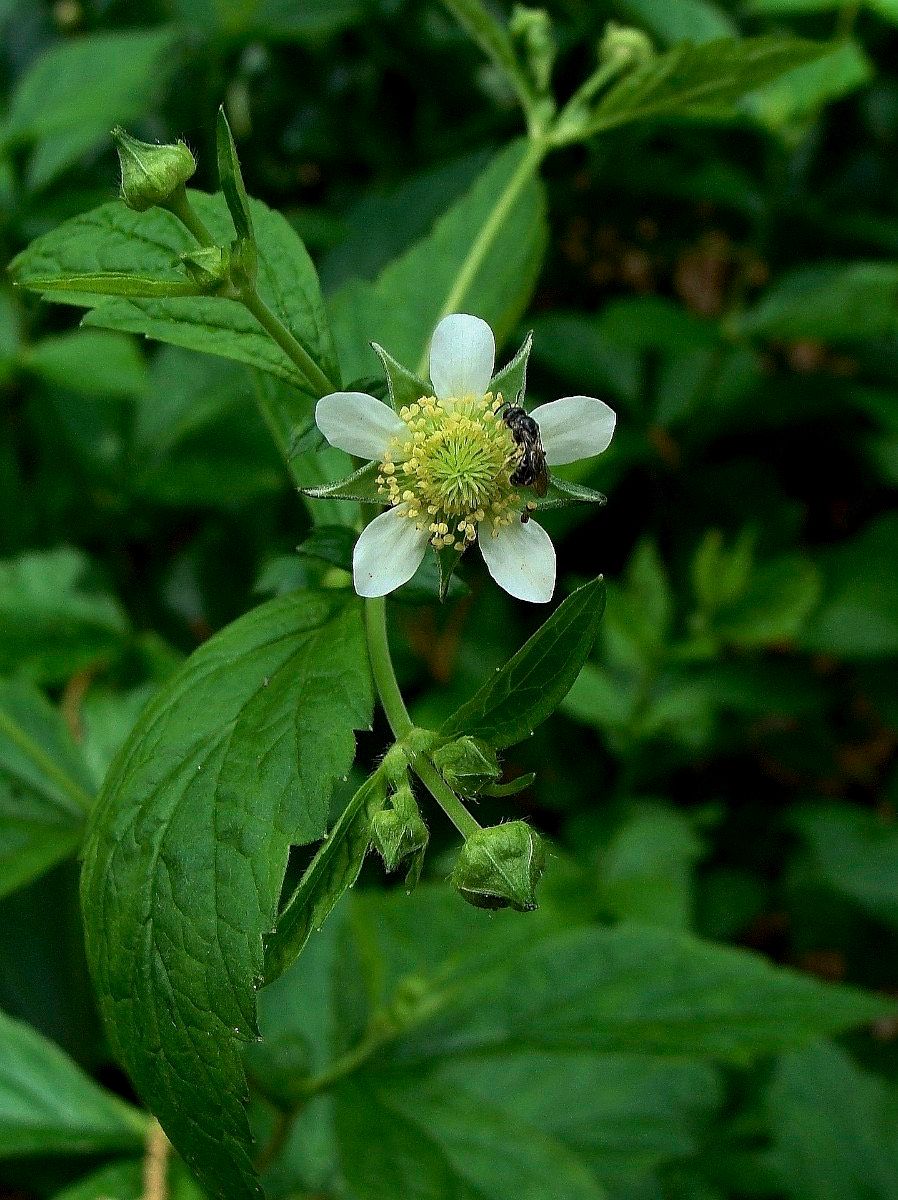 White Avens ~ Geum Canadense ~ Butterflies ~ Bumblebees ~ Garden ~ Flowers ~ Spring ~ Bloom