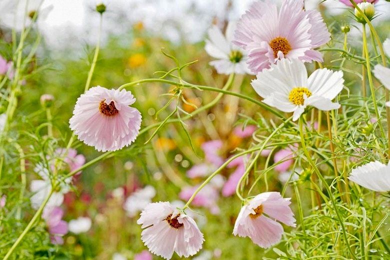 Cosmos Cupcake Blush Seeds ~ Cosmos ~ Cool Flowers ~ Grow Your Own ~ Butterflies ~ Bees ~ Annual ~ Summer ~ Spring ~ Bouquets