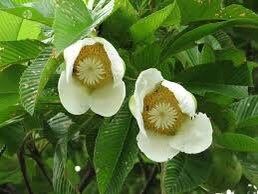 Rare Elephant Apple Tree Seeds ~ Ou Tenga ~ Dillenia Indica ~ Tropical ~ Plants ~ Garden ~ Grow Your Own ~ Spring Flowers