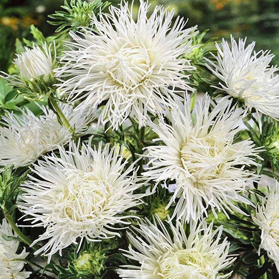 White Needle Aster Seeds ~ Spider Aster ~ Spring Time ~ Garden ~ Pretty Flowers ~ Bouquet ~ Wedding Flowers ~ Flowers ~ Asters