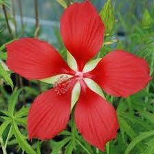 Red Star Water Hibiscus Seeds ~ Hibiscus Coccineus ~ Scarlet Hibiscus ~ Scarlet Rosemallow ~ Wildflowers ~ Butterflies ~ Bees ~ Blooms