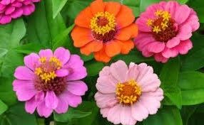 Zinnia Dwarf “Thumbelina” Seeds ~ Flower Seeds ~ Plants ~ Garden ~ Grow Your Own ~ Spring Flowers ~ Instead of Flowers ~ Flowers