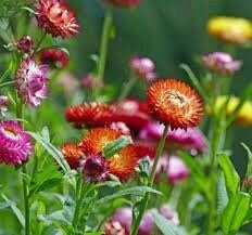 Mix Swiss Giant Strawflower Seeds ~ Golden Everlasting ~ Flower ~ Seeds ~ Gifts ~ Grow Your Own ~ Spring Flowers ~ Instead of Flowers