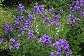 Campanula Lactiflora Seeds ~ ‘Prichard’s Variety’ ~ Milky Bellflower ~ Grow Your Own ~ Spring Flowers ~ Instead of Flowers ~ Flowers