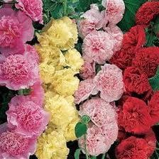 Summer Carnival Hollyhock Seeds ~ Flower ~ Seeds ~ Gifts ~ Grow Your Own ~ Spring Flowers ~ Instead of Flowers