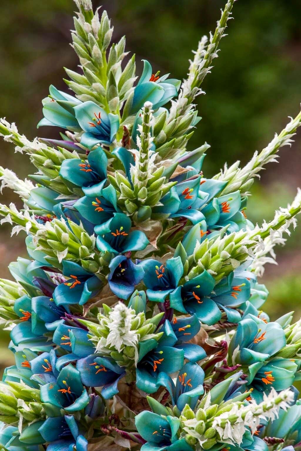 Rare Sapphire Tower Seeds ~ Puya Alpestris ~ Puya Alpestris Gaytic ~ Exotic ~ Beautiful ~ Jade