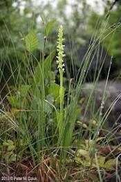 Platanthera Aquilonis Seeds ~ Northern Green Orchid ~ North Wind Bog Orchid ~ Orchids ~ Usual Flowers ~ Exotic Flower