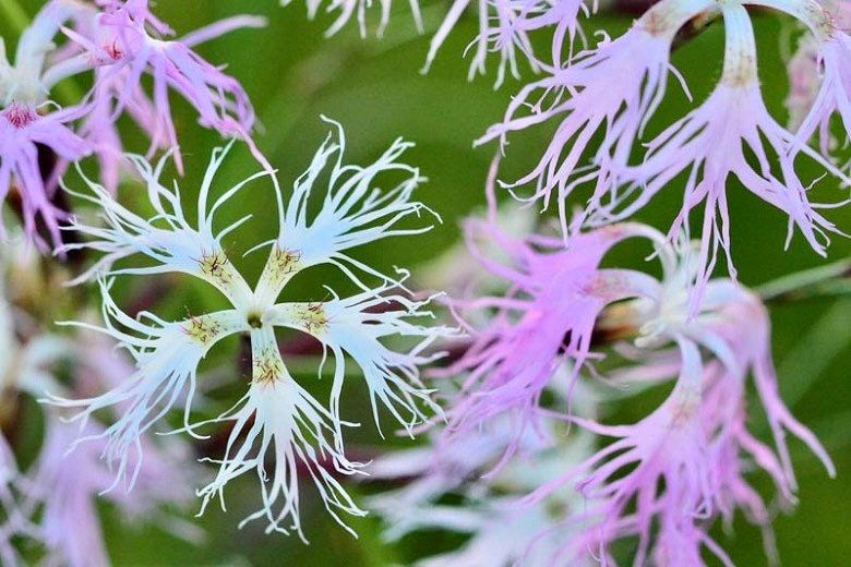 Dianthus Superbus Seeds ~ Fringed Pink ~ Grow Your Own ~ Pretty Flowers ~ Cool Flowers ~ Pink ~ Flowers ~ Flowering ~ Garden ~ Fringe